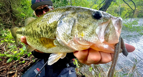 ブラックバスの釣果