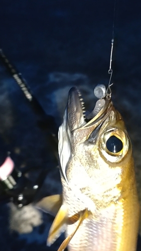 ムツの釣果