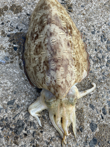 コウイカの釣果