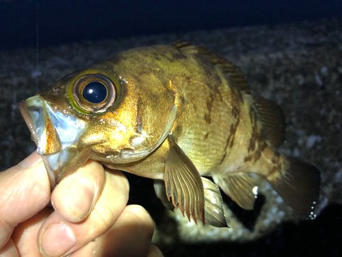 メバルの釣果