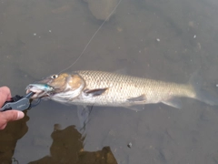 ニゴイの釣果