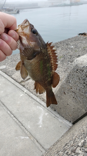 エゾメバルの釣果