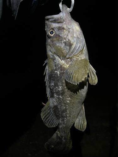 クロソイの釣果