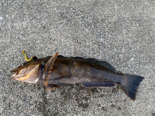 アイナメの釣果