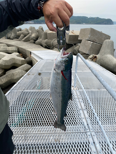 ニジマスの釣果