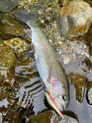 ニジマスの釣果