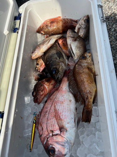 マダイの釣果