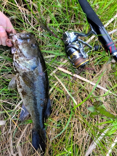 ラージマウスバスの釣果