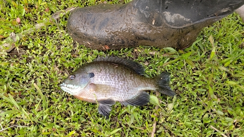 ブルーギルの釣果