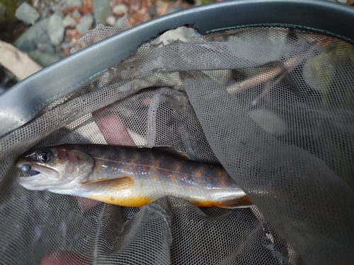 イワナの釣果