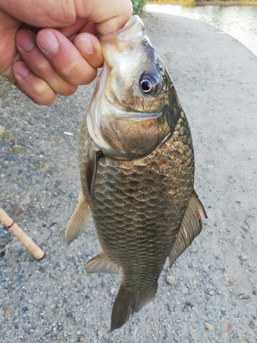 フナの釣果