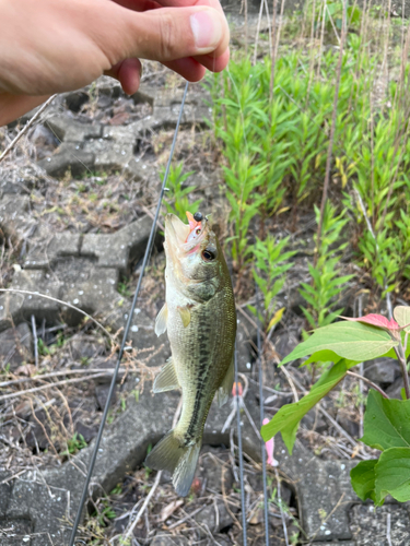 ブラックバスの釣果