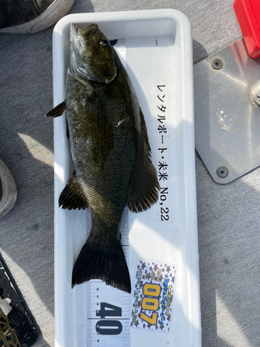 ブラックバスの釣果