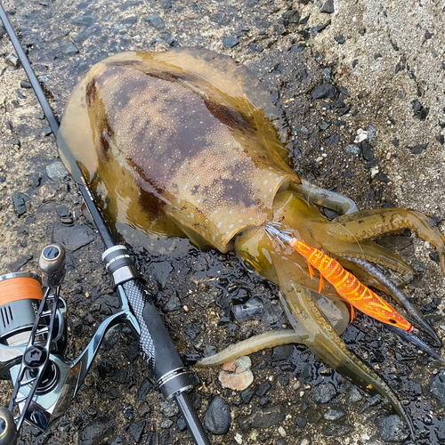 アオリイカの釣果