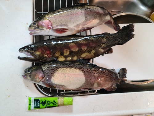 トラウトの釣果