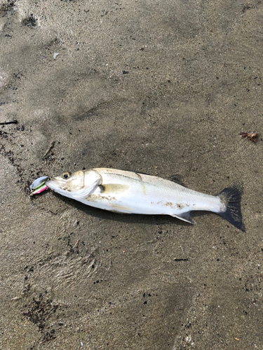 セイゴ（タイリクスズキ）の釣果