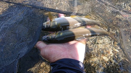 アユの釣果