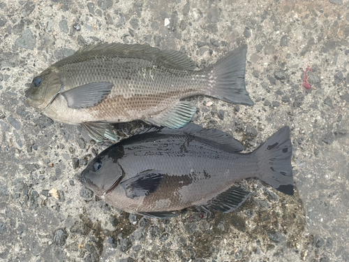 クチブトグレの釣果