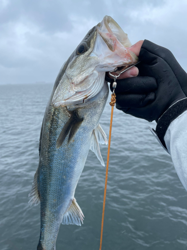 フッコ（マルスズキ）の釣果