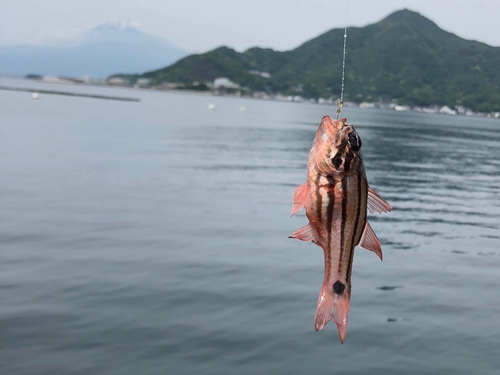 オオスジイシモチの釣果