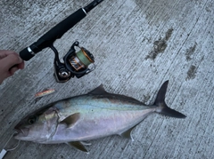 カンパチの釣果