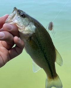 ラージマウスバスの釣果