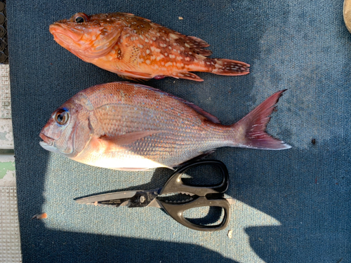 マダイの釣果