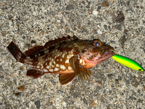 カサゴの釣果