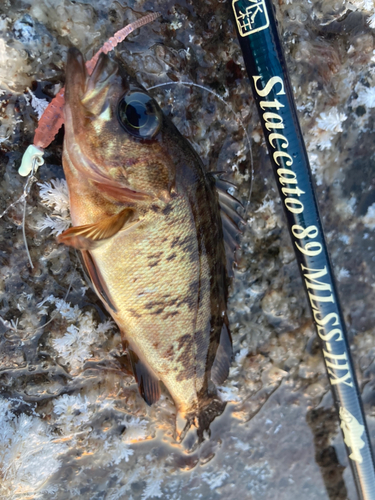 シロメバルの釣果