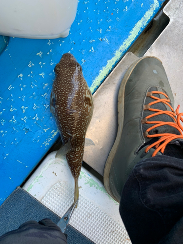 ショウサイフグの釣果