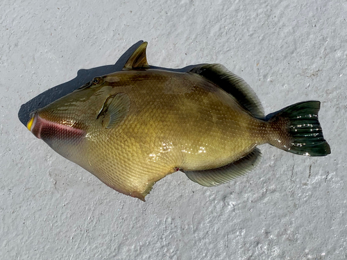 メガネハギの釣果