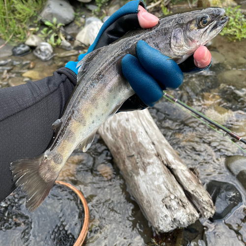 ヤマメの釣果