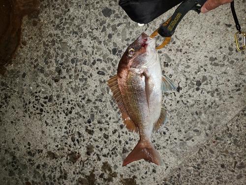 マダイの釣果