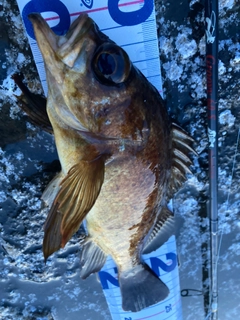 アカメバルの釣果