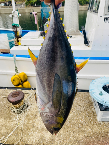 キハダマグロの釣果