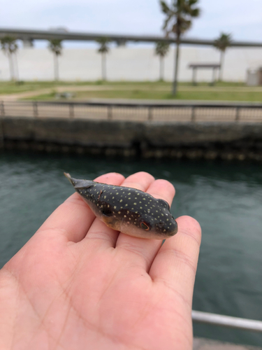 フグの釣果