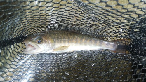 ニッコウイワナの釣果