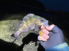 クロメバルの釣果