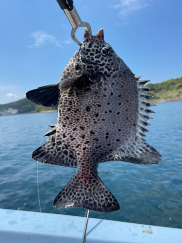 イシガキダイの釣果