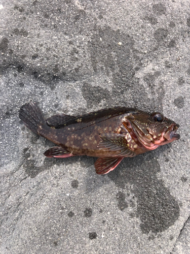 カサゴの釣果