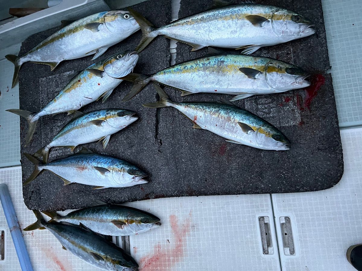 遊漁船たかくらさんの釣果 2枚目の画像