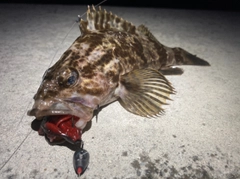 タケノコメバルの釣果