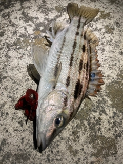 シマイサキの釣果