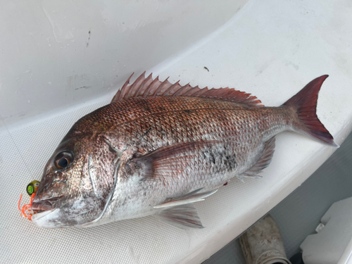 マダイの釣果