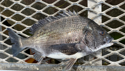 クロダイの釣果