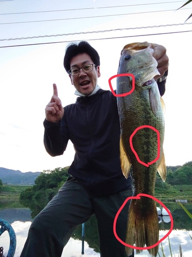 ブラックバスの釣果