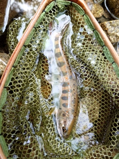 アマゴの釣果