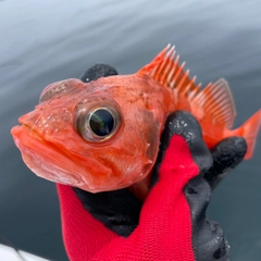 ユメカサゴの釣果