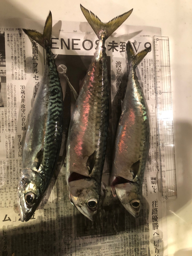 サバの釣果