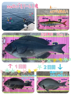 メジナの釣果